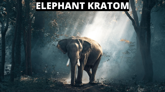 elephant kratom